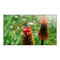 Monitore Philips Signage Solutions BDL5588XC Bedienungsanleitung